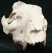 Oreodont (Merycoidodon) Skull - Nebraska #10747-2